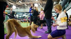 Des chercheurs dissèquent le regard attendrissant du chien