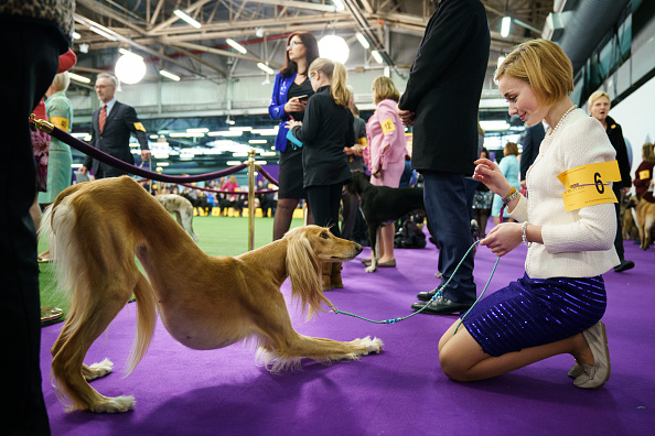 Un chien saluki s'étire, tout en charmant sa maîtresse de son regard, en attendant de concourir à la 142e exposition canine du Westminster Kennel Club le 12 février 2018 à New York. Photo de Drew Angerer / Getty Images.