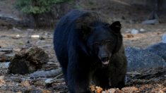 Les autorités tuent un jeune ours noir devenu une célébrité locale