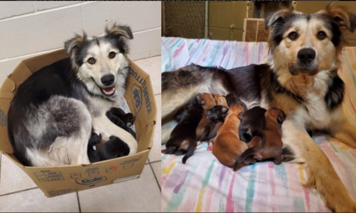 Un mélange de border collie et de husky du nom de Casey, avec ses neuf chiots, a été trouvé dans une boîte scellée dans une déchetterie en Colombie-Britannique, au Canada, le 5 juin 2019. (BC SPCA)