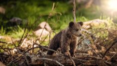 Ariège : un ourson perdu sauvé par l’Office de la faune sauvage