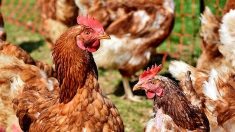 Hérault : 250 poules d’un élevage meurent victimes de la canicule