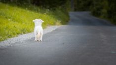 Animaux domestiques : vers une proposition de loi contre les « abandons massifs »