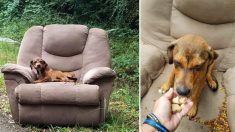 Un chiot abandonné a été trouvé sur un fauteuil au bord de la route