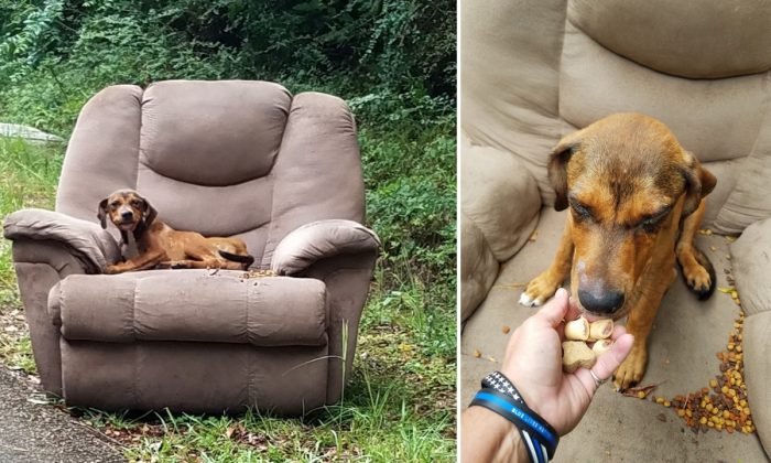 Photos du chiot abandonné sur un fauteuil sur le bord d'une route de Brookhaven, États-Unis. (Photos avec l'aimable autorisation de Sharon Norton)