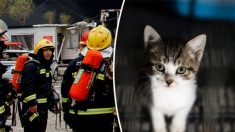 Un homme soupçonne que quelque chose d’effrayant et d’inquiétant s’est glissé sous son toit, les pompiers trouvent quelque chose de mignon et de câlin