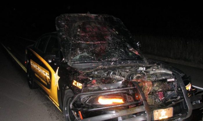 Une voiture de police du Minnesota endommagée après qu'un officier a heurté un cerf alors qu'il se déplaçait à 180 km/h en réponse à un signalement concernant un suspect armé dans un restaurant (Service de police du comté d'Isanti).