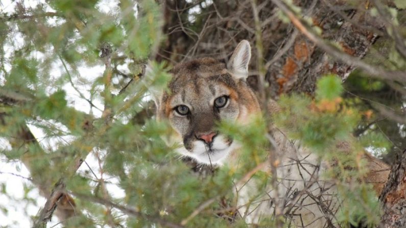 Un puma dans un arbre. (Connor Meyer/Service des parcs nationaux)
