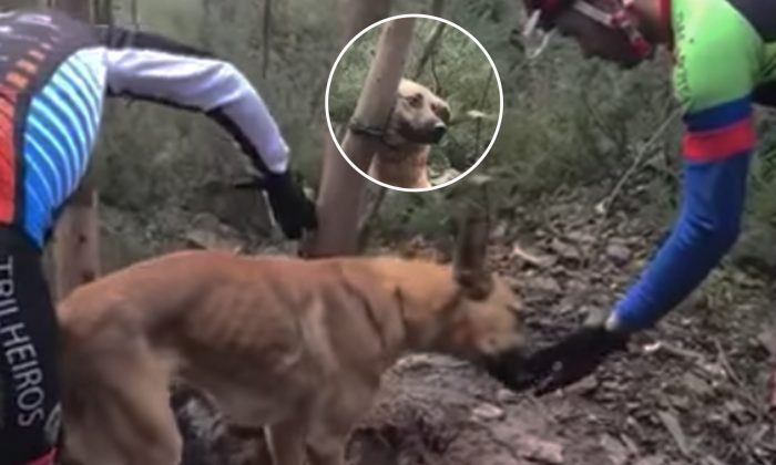 Ce chien n'avait aucune chance de survie sans l'aide miraculeuse qu'il a reçue.