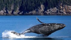 Bretagne : un rorqual de 17 mètres s’échoue sur la plage