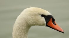 Un cygne assoiffé se retrouve en plein centre-ville à Vesoul en Haute-Saône