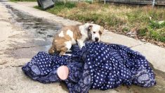 Abandonnée, une chienne attend près d’une couverture en pensant que sa famille va revenir