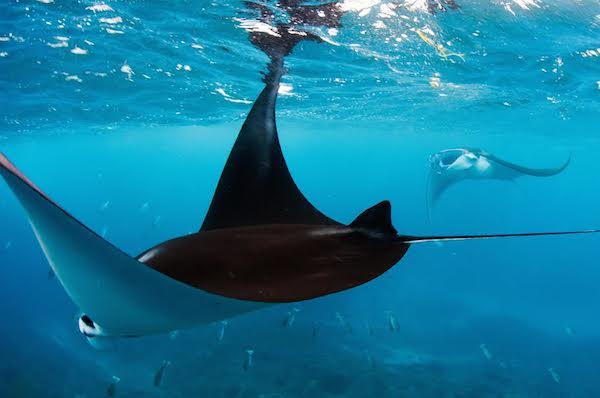 Les raies manta de récif (Manta alfredi) à l'instar des raies manta océanique (Manta birostris) sont considérées comme vulnérables par l’I.U.C.N. (Photo Paul Hilton, Greenpeace)