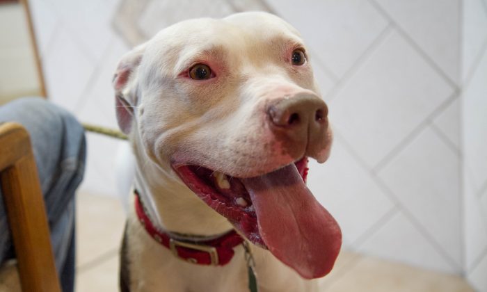 Photo d'un pit-bull dans un refuge. (Holly Kellum/Epoch Times)