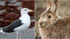 VIDÉO : un goéland avale un lapin entier en l’espace de quelques secondes