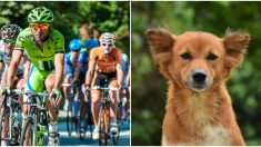 Des cyclistes s’arrêtent pour réparer un pneu et deviennent le miracle d’un chien abandonné et sous-alimenté