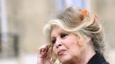 Débordements après la qualification de l’équipe de foot algérienne : Brigitte Bardot « choquée et révoltée »