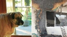 Quelques semaines après un incendie, en revenant voir leur maison, cette famille est perplexe de voir leur chien commencer à creuser à un endroit