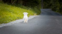 Un chien continue à attendre son maître sur la route 18 mois après sa mort dans un accident