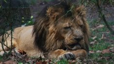 L’exposition d’un lion squelettique dans un zoo du Bangladesh indigne les réseaux sociaux