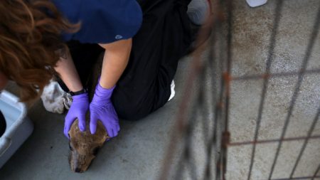 [VIDÉO] Un lion de mer est trouvé avec un pneu autour du cou en Argentine