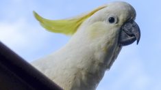 Un cacatoès australien est filmé en train de retirer des piques anti-oiseaux d’un immeuble et de les jeter dans la rue