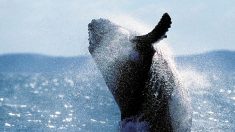 Rarissime photo d’un lion de mer tombant dans la gueule d’une baleine