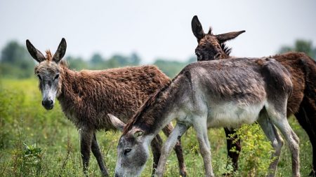 Un chasseur qui avait tué quatre ânes condamné pour cruauté sur animaux