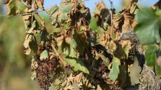 Canicule : des milliers d’hectares de vignes impactés dans l’Hérault