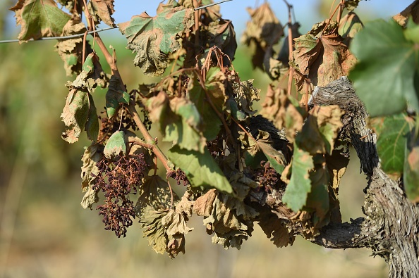 Des vignes gravement brûlées par le soleil et la chaleur dans un vignoble de Sussargues, près de Montpellier.   (Photo : SYLVAIN THOMAS/AFP/Getty Images)