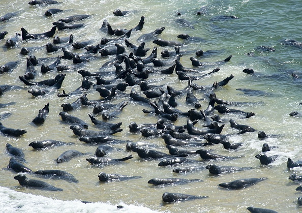 -La population de phoques au large de Cape Cod a atteint des dizaines de milliers de personnes depuis la création de la loi sur la protection des mammifères marins, probablement plus de 50 000, ce qui a créé une source de nourriture abondante pour le grand requin blanc. Photo de Joseph Prezioso / AFP / Getty Images.