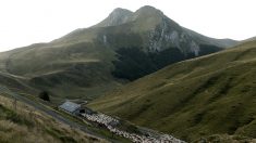 Dans les Pyrénées françaises, la transhumance avec la peur de l’ours