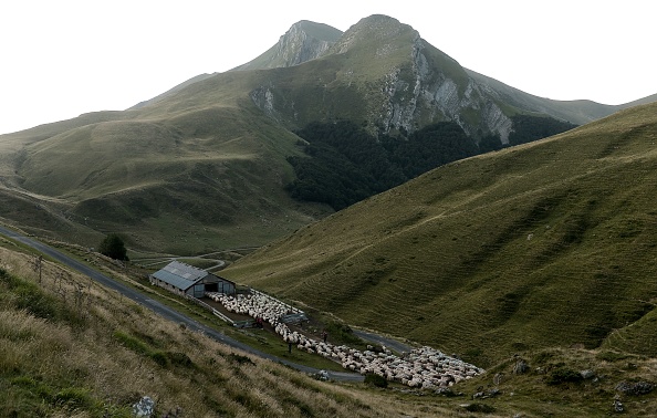 -Un troupeau de brebis paissent près du mont Orhy (2017 mètres d'altitude) dans les Pyrénées, le 24 juillet 2019. Sur le mont Orhy, huit bergers se relaient de juin à septembre pour surveiller quelque 1 500 moutons et prévenir les attaques d’ours. Photo par IROZ GAIZKA / AFP / Getty Images.