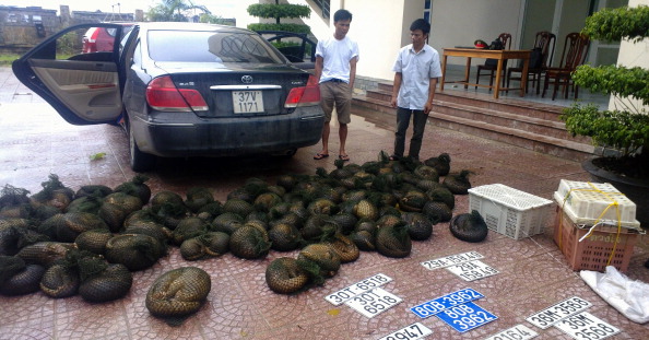 -Illustration- La police au Vietnam a saisi 2 trafiquants avec 30 pangolins braconnés entassés dans un bus dans la province de Ha Tinh. Photo STR / AFP / Getty Images.