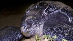 Ils chevauchent une tortue luth pour se filmer et prendre des photos avec elle, insouciants de la détresse de l’animal