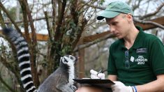 Il avait volé un lémurien dans un zoo pour en faire son animal de compagnie