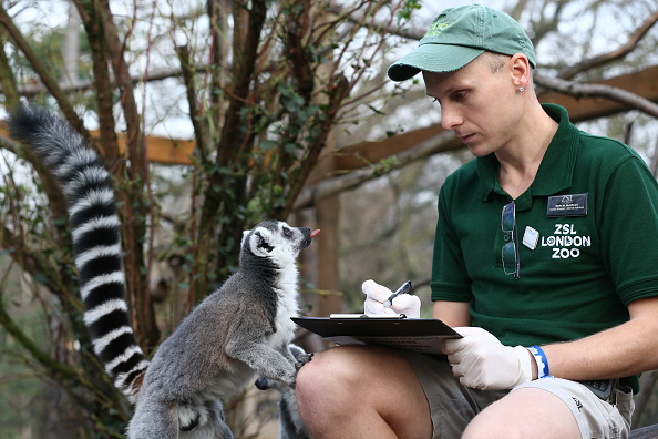 -Illustration-Marcel McKinley pose pour une photo alors qu'il compte les lémuriens annelés lors de l'inventaire annuel des animaux au Zoo de Londres. Photo de Carl Court / Getty Images.