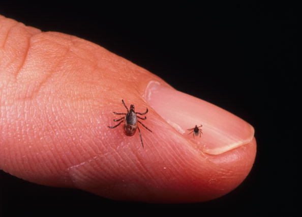 Les tiques causent une maladie inflammatoire aiguë, la maladie de Lyme, caractérisée par des changements cutanés, une inflammation articulaire et des symptômes semblables à ceux de la grippe. (Photo : Getty Images)