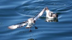 Au Danemark, 95% des pétrels fulmars morts ont ingéré du plastique