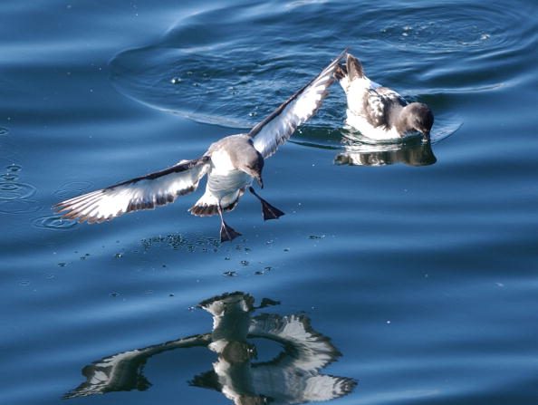 -Un pétrel  se nourrit de minuscules espèces de poissons. Photo de Ross Land / Getty Images.