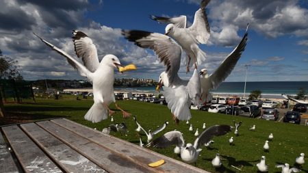 Les mouettes australiennes sont porteuses de « superbactéries » humaines