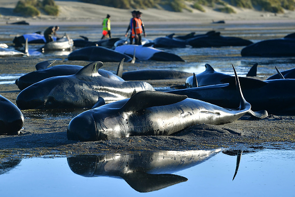       (Photo : MARTY MELVILLE/AFP/Getty Images)