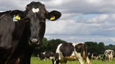 Seine-Maritime : une vache d’une exploitation donne naissance à des triplés