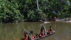 Brésil: une tribu isolée et menacée filmée dans la forêt