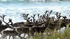 Arctique: 200 rennes retrouvés morts de faim, le changement climatique pointé du doigt