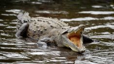 Indonésie : une femme tuée par un crocodile dans une palmeraie de l’île de Bornéo