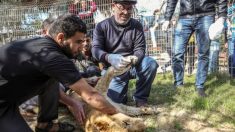 Palestine: une lionne âgée de 14 mois se fait «brutalement» arracher les griffes pour que les visiteurs puissent jouer avec elle