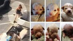 Une femme jette 7 chiots nouveau-nés à la poubelle, son avocate la défend: «Les chiots ne sont pas des humains»