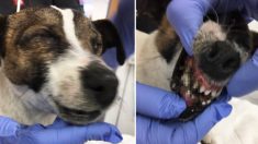 Un chiot est abandonné avec la bouche et les yeux scellés par de la super glue, les sauveteurs trouvent cela «horrible»