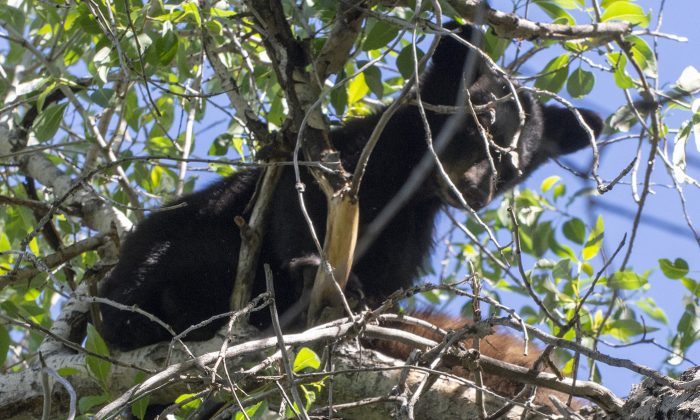 L'un des bébés ours survivants a été trouvé à 40 km au sud de Denver, Colorado, le 27 juin. (Colorado Parks and Wildlife)